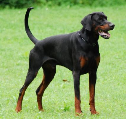 v.d. Hell Freak | Black Doberman Pinscher