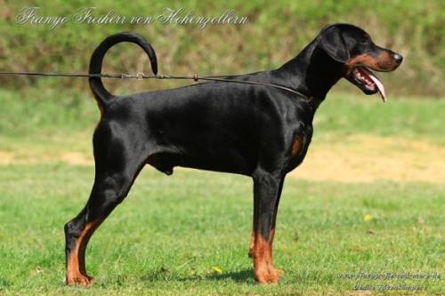 Franyofreiherr v. Hohenzollern | Black Doberman Pinscher