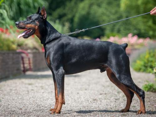 Graf Xenon of Mon-ja-mes | Black Doberman Pinscher