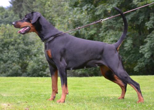 Gräfin Xanthee of Mon-ja-mes | Black Doberman Pinscher