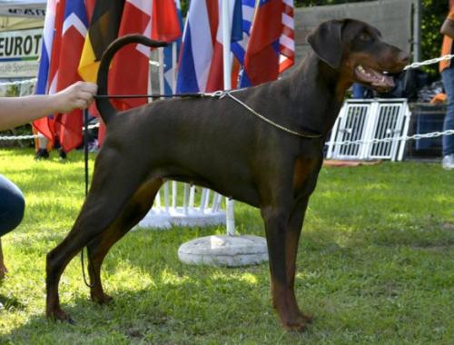 Flame of Gold v. Noblesshof | Brown Doberman Pinscher