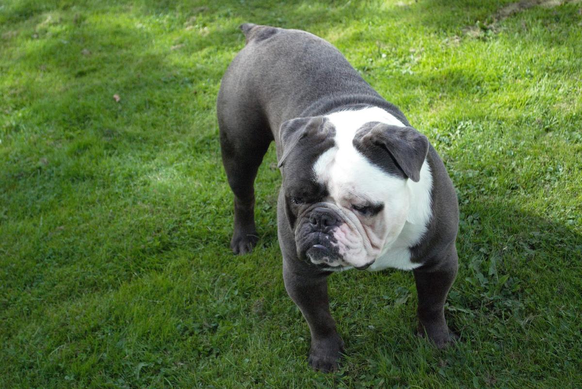 Coastbulls TwoFace | Olde English Bulldogge 