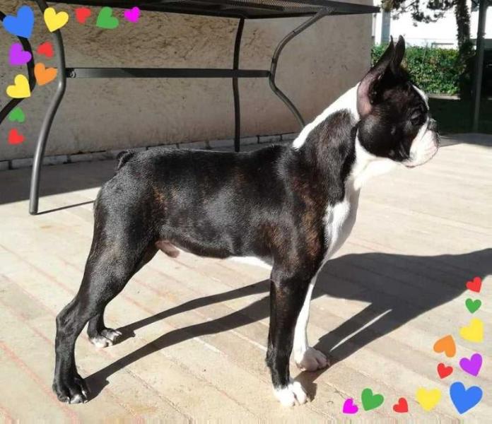 Gottwj Manolo Bum Bum Magic Lover | Boston Terrier 