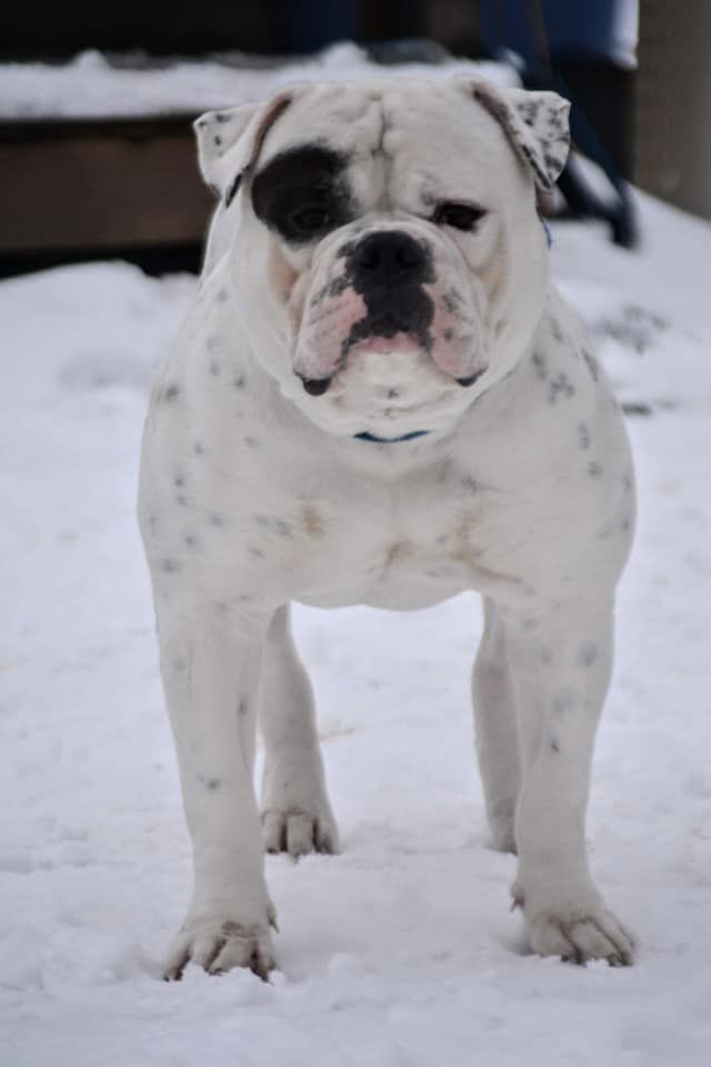 Masterbully's I'm Still Alive Motherfu*&amp;kers | American Bulldog 