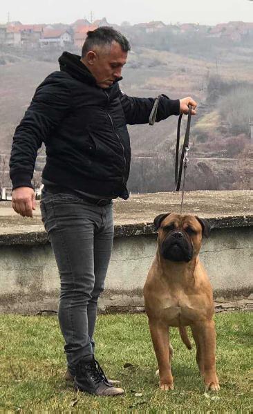 Armani Borger s bull s | Bullmastiff 