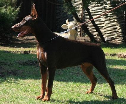 Nevskiy Tserber Yudit Leyster | Brown Doberman Pinscher