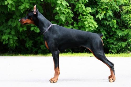 Nevskiy Tserber Isabella Orsini | Brown Doberman Pinscher