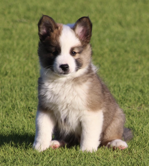 Snætinda Loki | Icelandic Sheepdog 