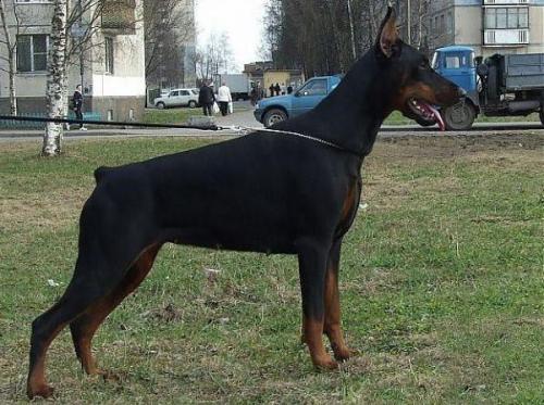 Nevskiy Tserber Whitney Houston | Black Doberman Pinscher