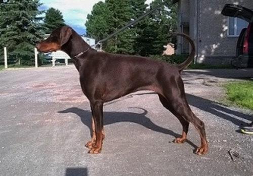 Walldobes Izis Izabell | Brown Doberman Pinscher