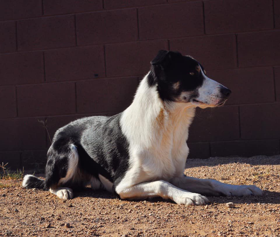 Slick By Design | Border Collie 