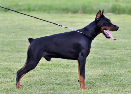 Tahi-Reme Imax | Black Doberman Pinscher