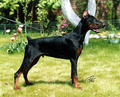 Barbaross iz Doma Domeni | Black Doberman Pinscher