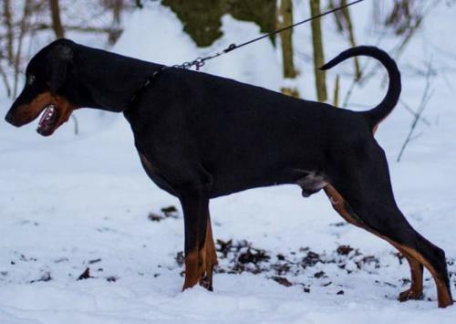Brown Chief Barthez | Black Doberman Pinscher