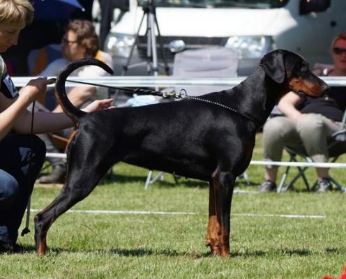 Dobergaarden Forever Quicha | Black Doberman Pinscher