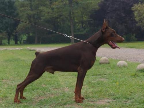 Dobergaarden Forever Orlando | Brown Doberman Pinscher