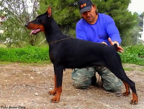 Tahi-Reme Gara | Black Doberman Pinscher