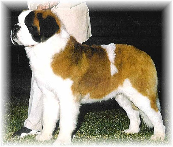 Sky Meadows Renegade | Saint Bernard 