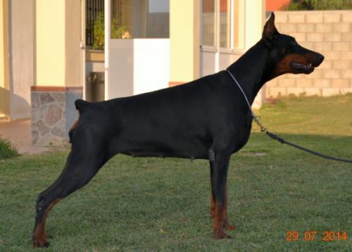 Lauren Bacall Inca de Guma | Black Doberman Pinscher