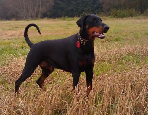 Go On Forever Excellent Enigma | Black Doberman Pinscher