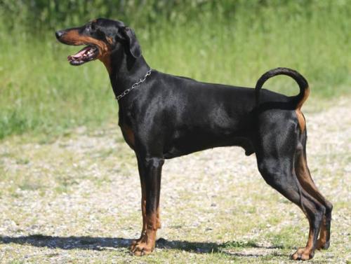 Go On Forever Fearless Fano | Black Doberman Pinscher