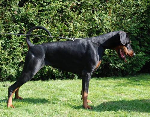 Alexis B&#322;&#281;kitny Kanion Robostus | Black Doberman Pinscher