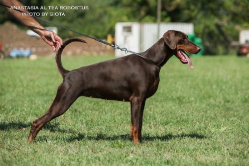 Anastasia Altea Robostus | Brown Doberman Pinscher