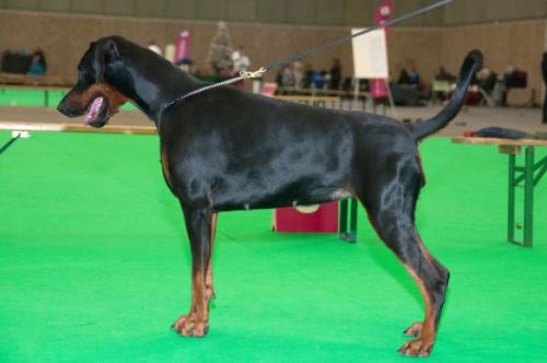 Navajo v.d. Donauhoeve | Black Doberman Pinscher