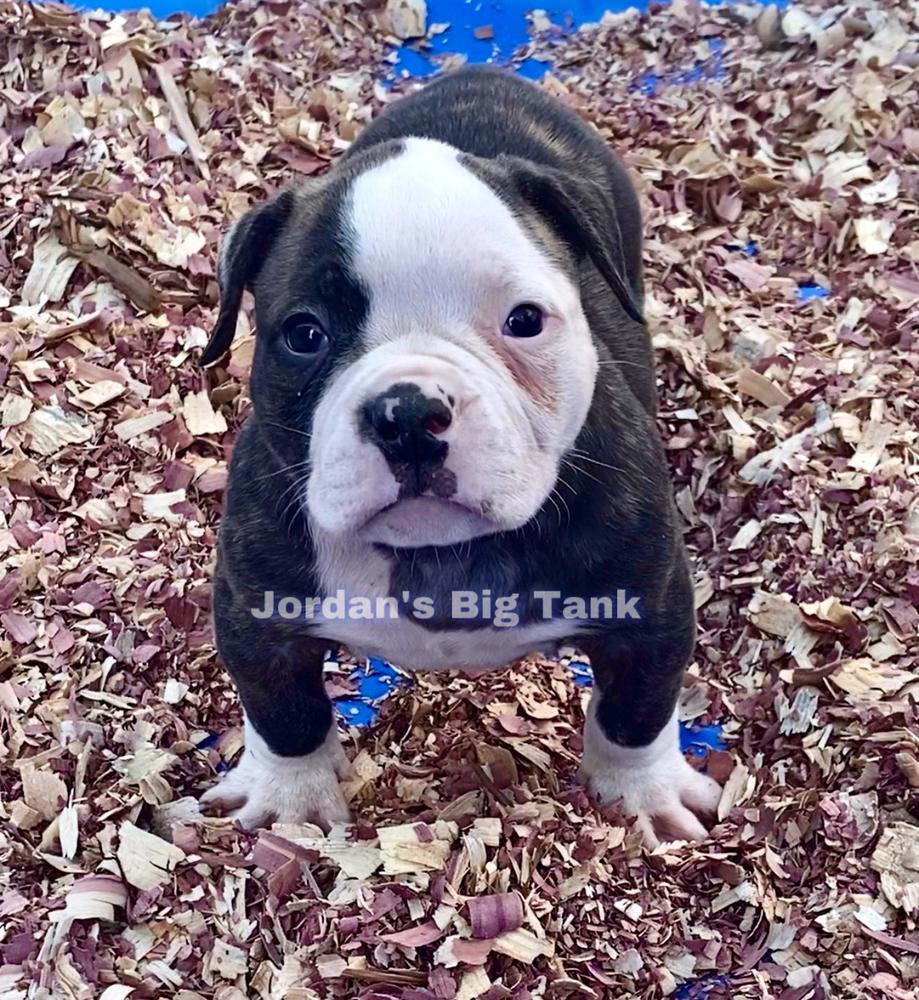 Jordan’s Big Tank | American Bulldog 