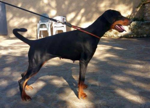 Dadda Amira del Monte Aspro | Black Doberman Pinscher