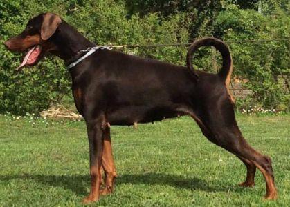 Amasia del Monte Conero | Brown Doberman Pinscher