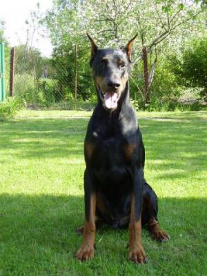 Linkoss Tydo | Black Doberman Pinscher