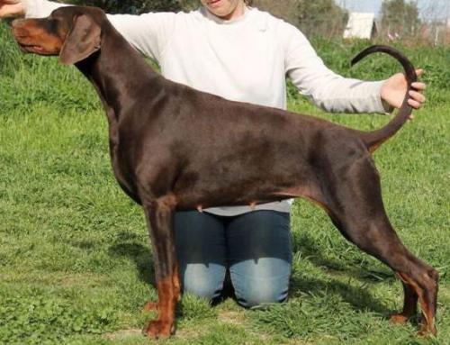 Icy Slayer des Brumes de Kalhan | Brown Doberman Pinscher