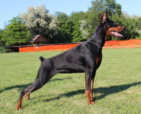 Odrina di Modello | Black Doberman Pinscher