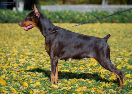 Burning Brooklyn v. Jahrestal | Brown Doberman Pinscher