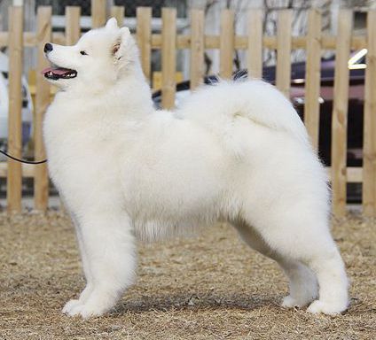 Cabaka's Pretty Perfect | Samoyed 