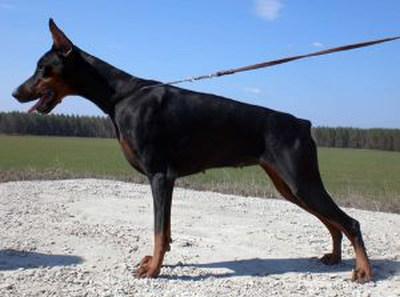 Don Kagjust Hadzhera | Black Doberman Pinscher