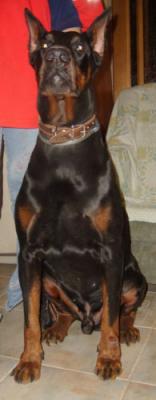 Don Kagjust Jastin | Black Doberman Pinscher