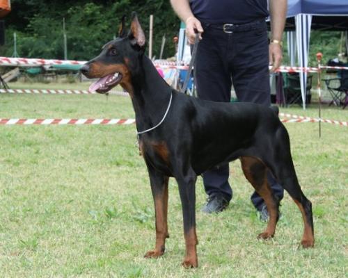 Mendy di Casa Fox | Black Doberman Pinscher