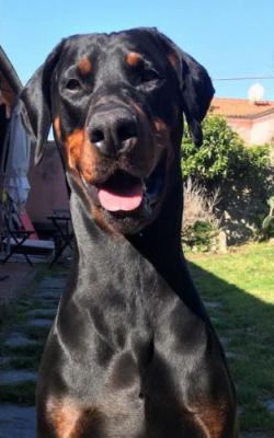 Zorro di Casa Fox | Black Doberman Pinscher