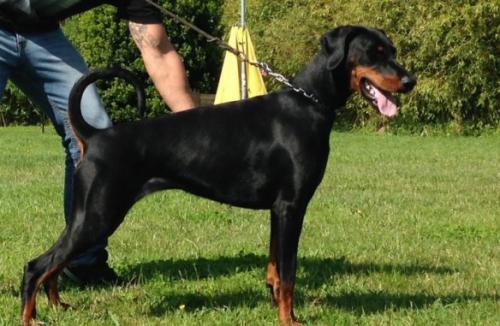 Zell di Casa Fox | Black Doberman Pinscher