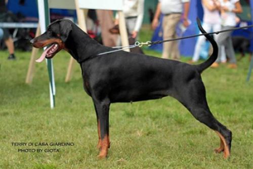 Terry di Casa Giardino | Black Doberman Pinscher