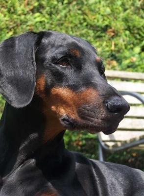 Avance-Ere-Anika Se Distinguer | Black Doberman Pinscher