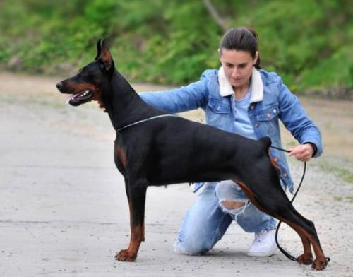 MI-6 v. Haus Erfullungen Vunschen | Black Doberman Pinscher