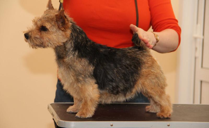 Bronwyn Wavemaker At Sveliz | Norwich Terrier 