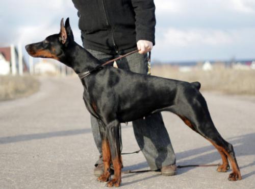 Mera Verita v. Haus Erfullungen Vunschen | Black Doberman Pinscher