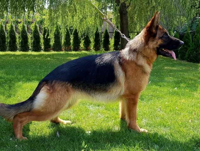 DARIA Asarko Lordana | German Shepherd Dog 