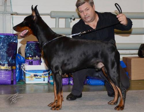 Churchill v. Haus Erfullungen Vunschen | Black Doberman Pinscher