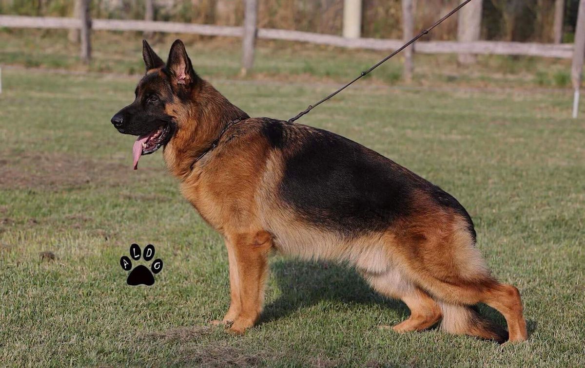 Xamo di Casa Nobili | German Shepherd Dog 