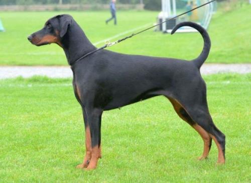 Norah of Ioximaxx | Black Doberman Pinscher